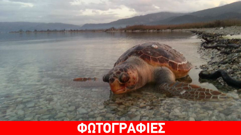 Αμβρακικός: Εντοπίστηκε νεκρή χελώνα καρέτα-καρέτα